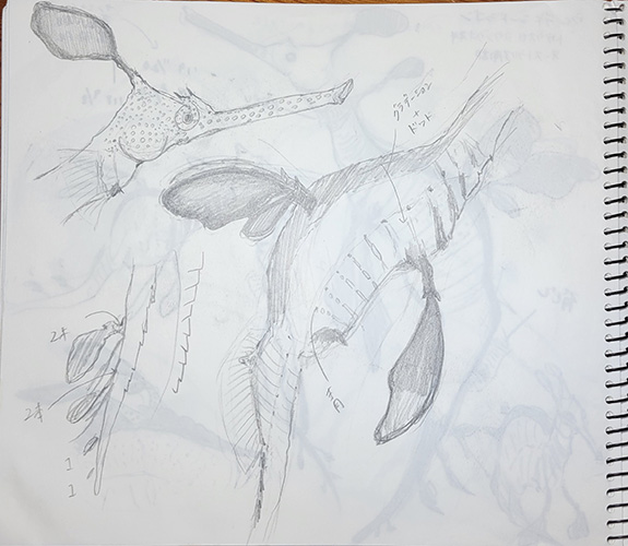 ウィーディーシードラゴン