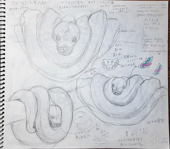 ミドリニシキヘビ