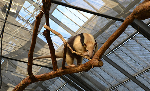 ミナミコアリクイ