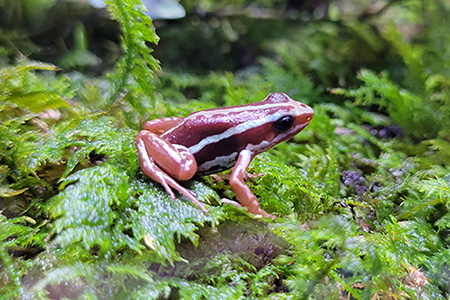 ミイロヤドクガエル